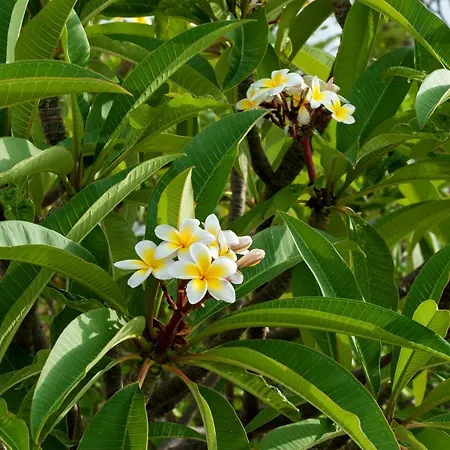 Melenos Art Boutique Hotel 5*